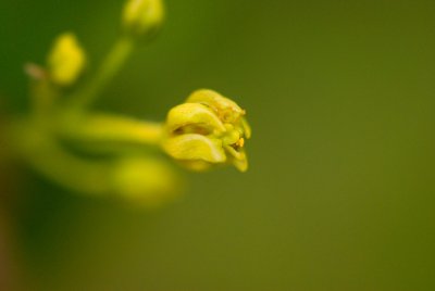 Sassafras albidum - sasafras lékařský - květ